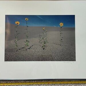 Framed Photograph Sunflowers by award winning photographer Eddie Soloway
